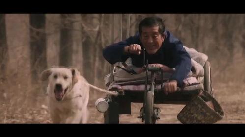 狗狗电影国产感人视频,国产感人狗狗电影，温情瞬间触动人心