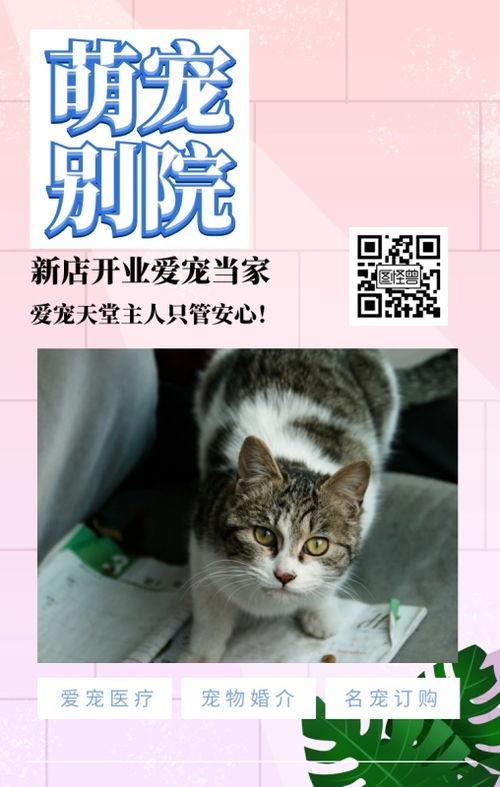 国产日韩秋霞视频,多元文化交融下的影视盛宴