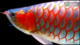 国产龙鱼视频大全